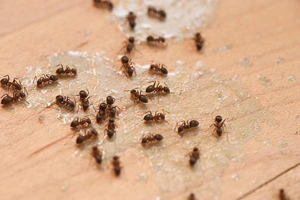 Best Affordable Pest Control Services  in Merion Station, PA